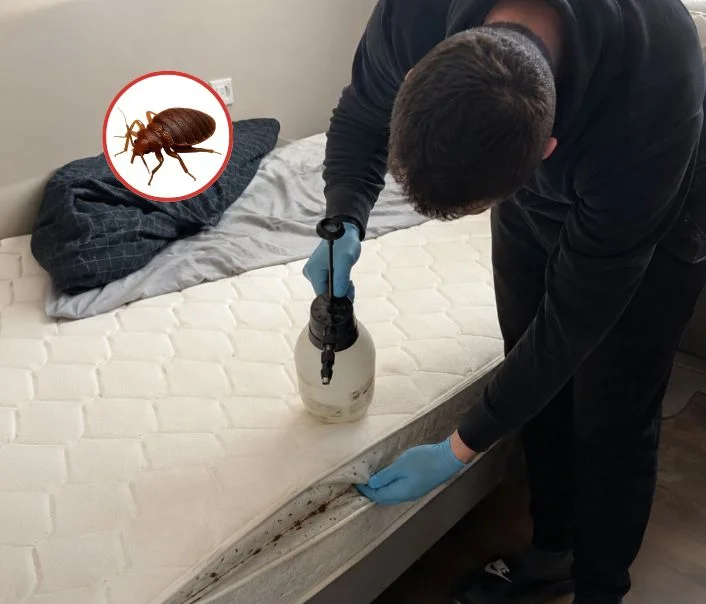 Technicien traitant un matelas contre les punaises de lit à Cléry-en-Vexin